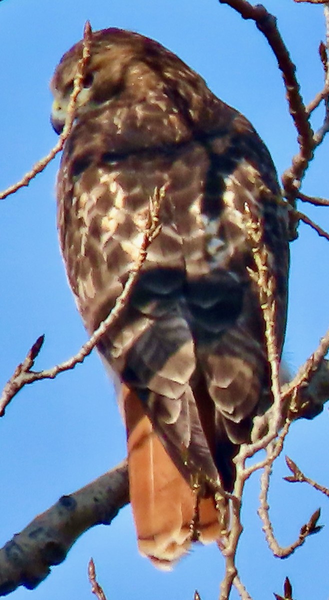 rødstjertvåk (borealis) - ML645716610