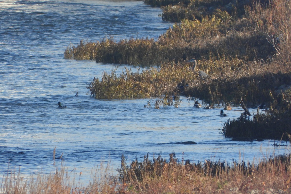 herodiashegre - ML645716611