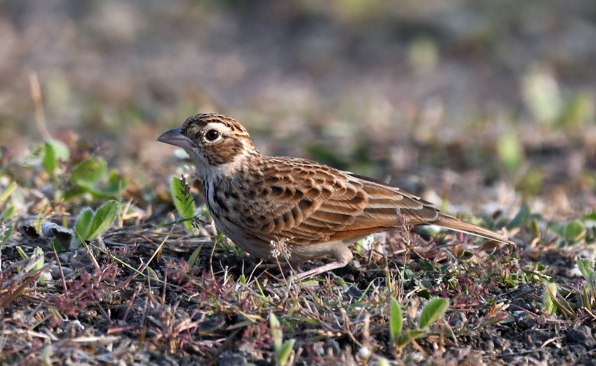 busklerke - ML645716612