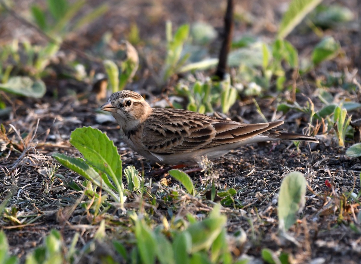 busklerke - ML645716613