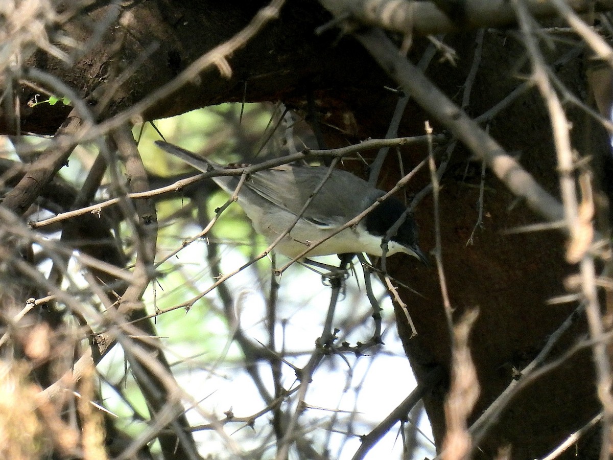 mestersanger - ML645716614