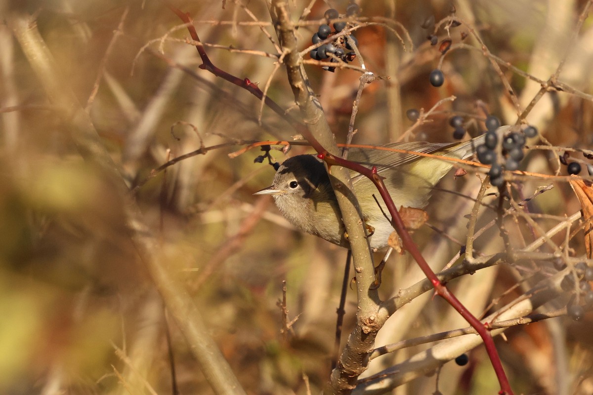 oransjekroneparula - ML645716615