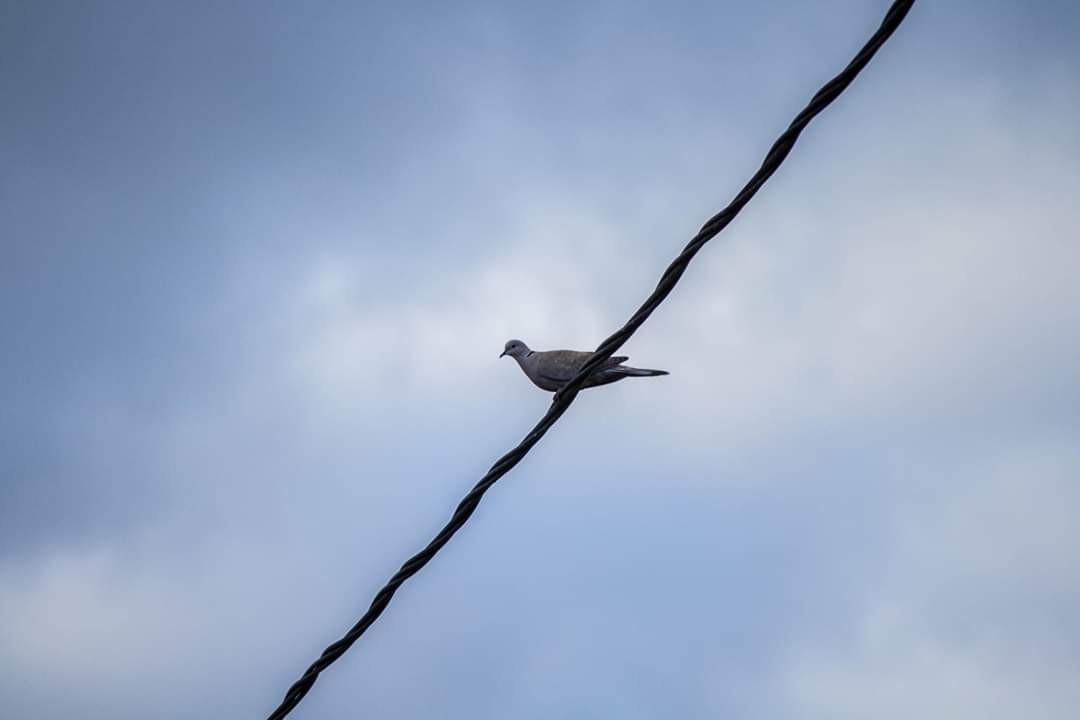 tyrkerdue - ML645716617