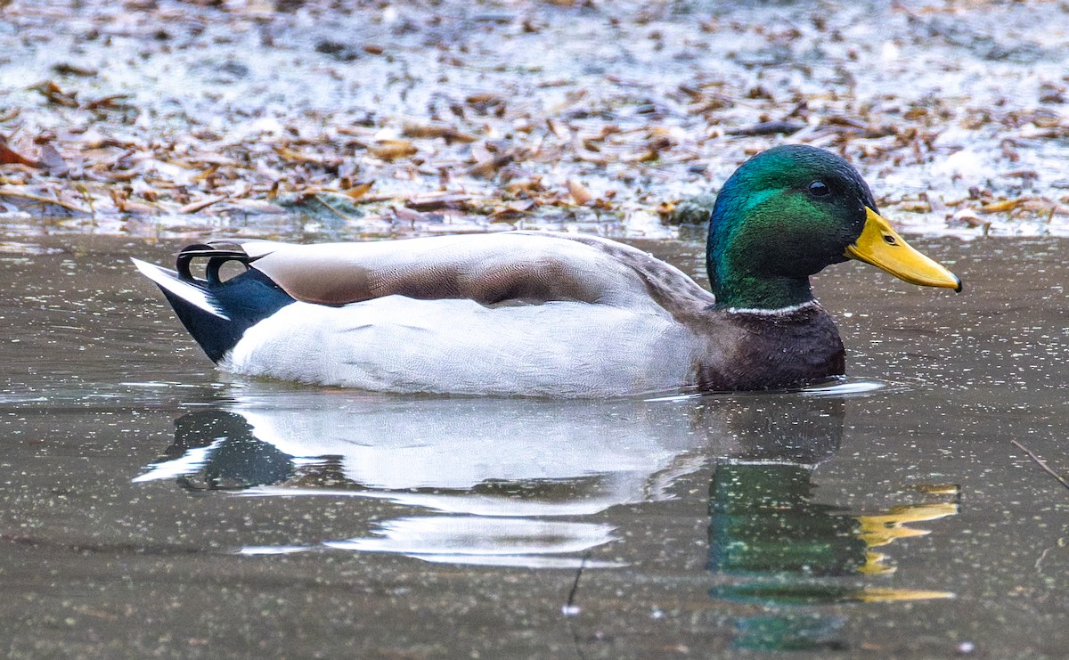 stokkand - ML645716618