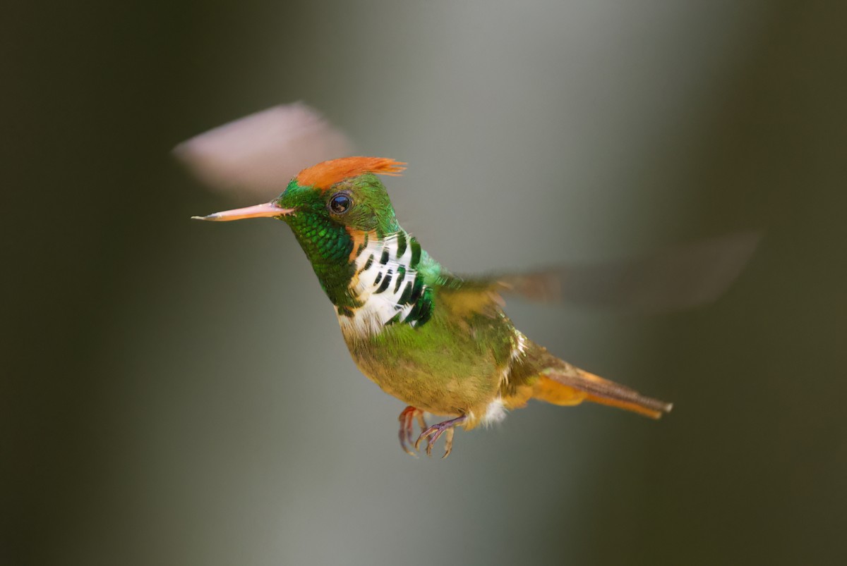 viftekokette - ML645716619