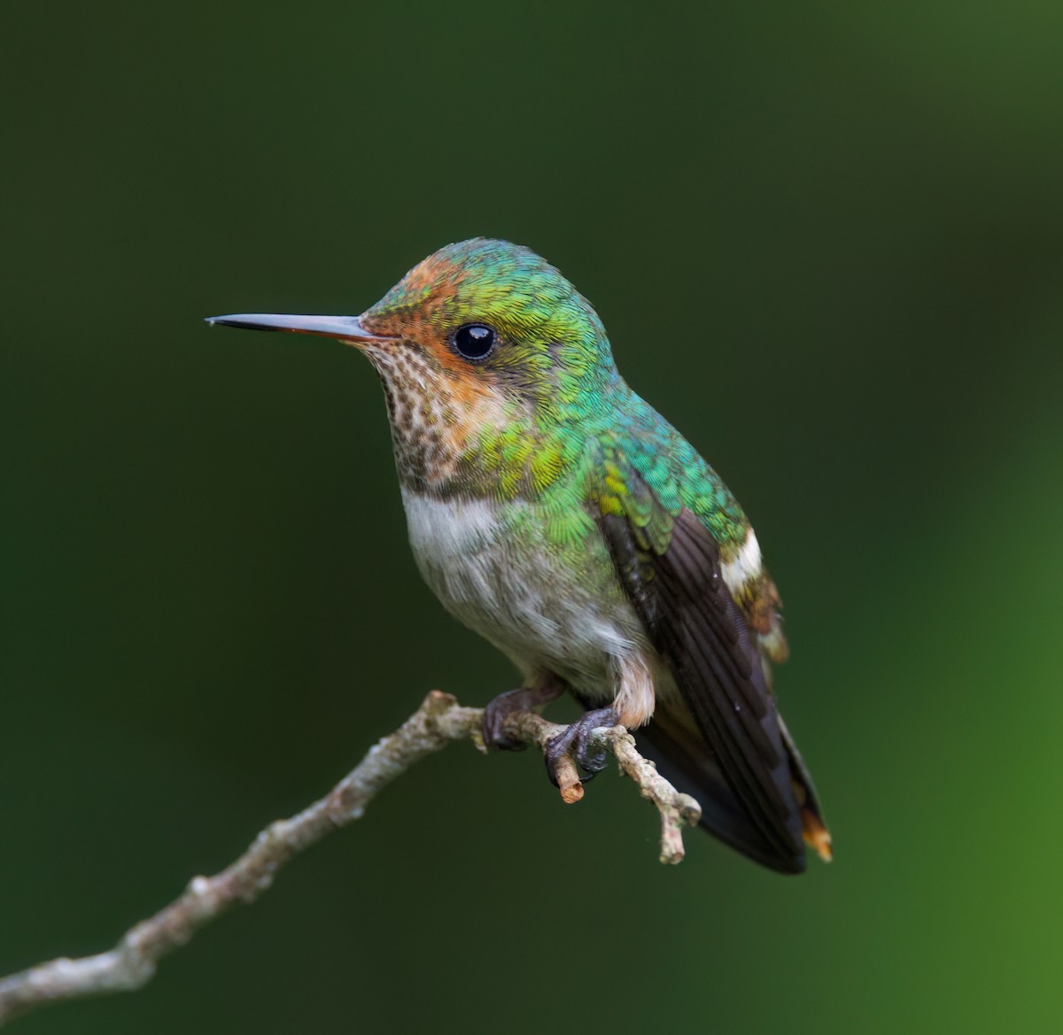 viftekokette - ML645716620