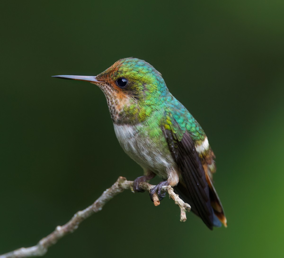 viftekokette - ML645716621