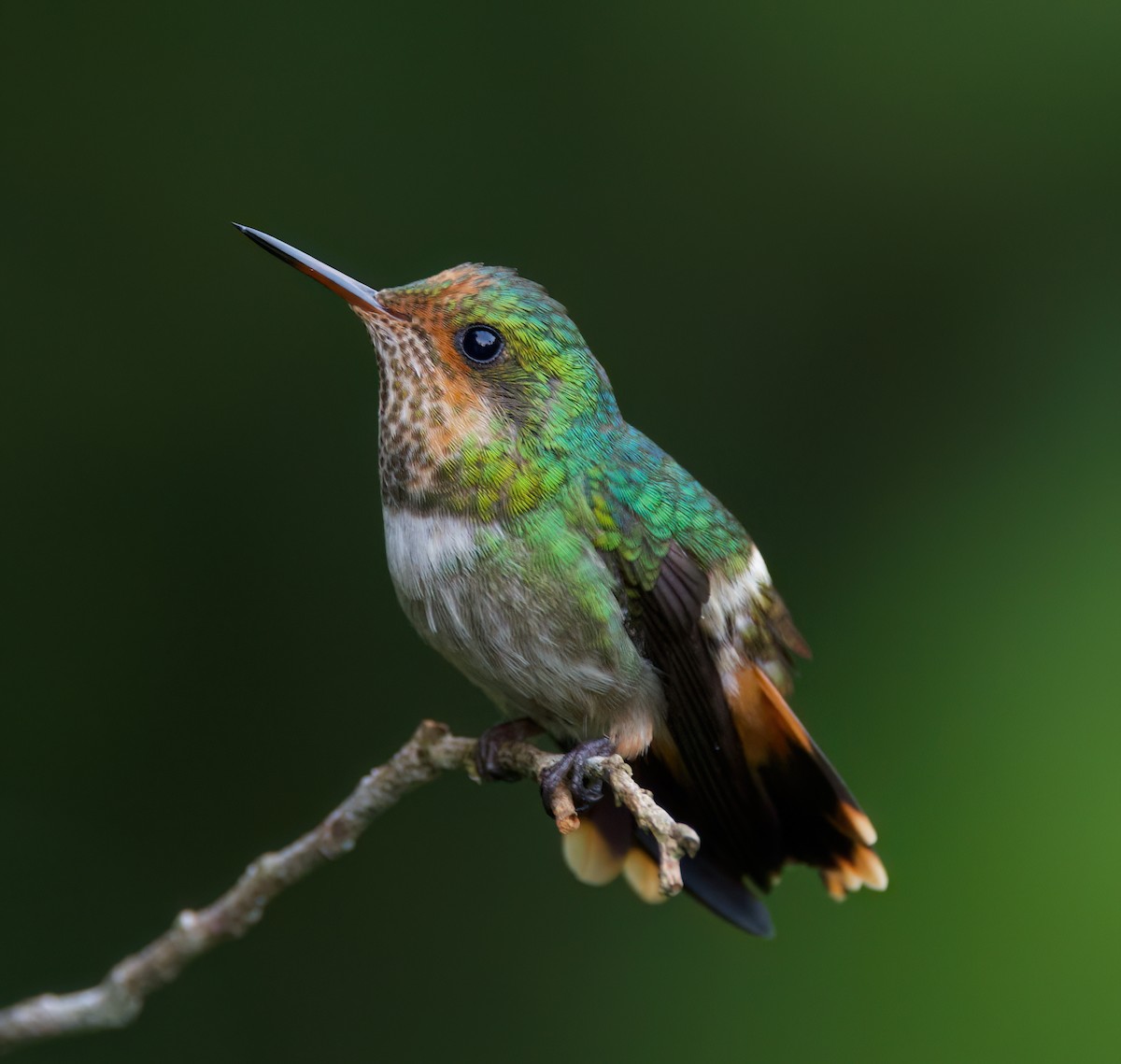 viftekokette - ML645716622