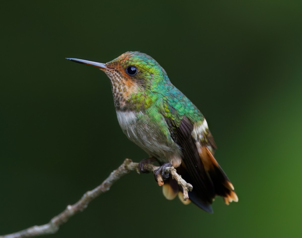 viftekokette - ML645716623