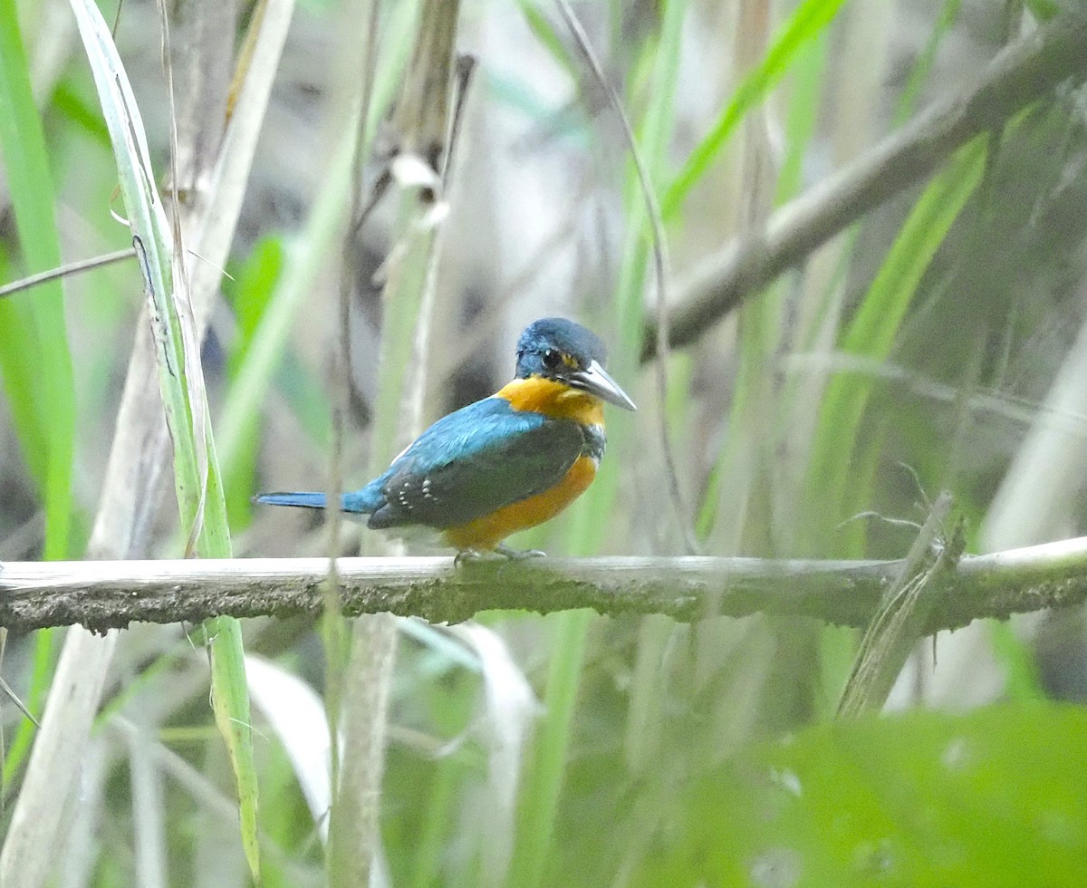 bronseisfugl - ML645716625