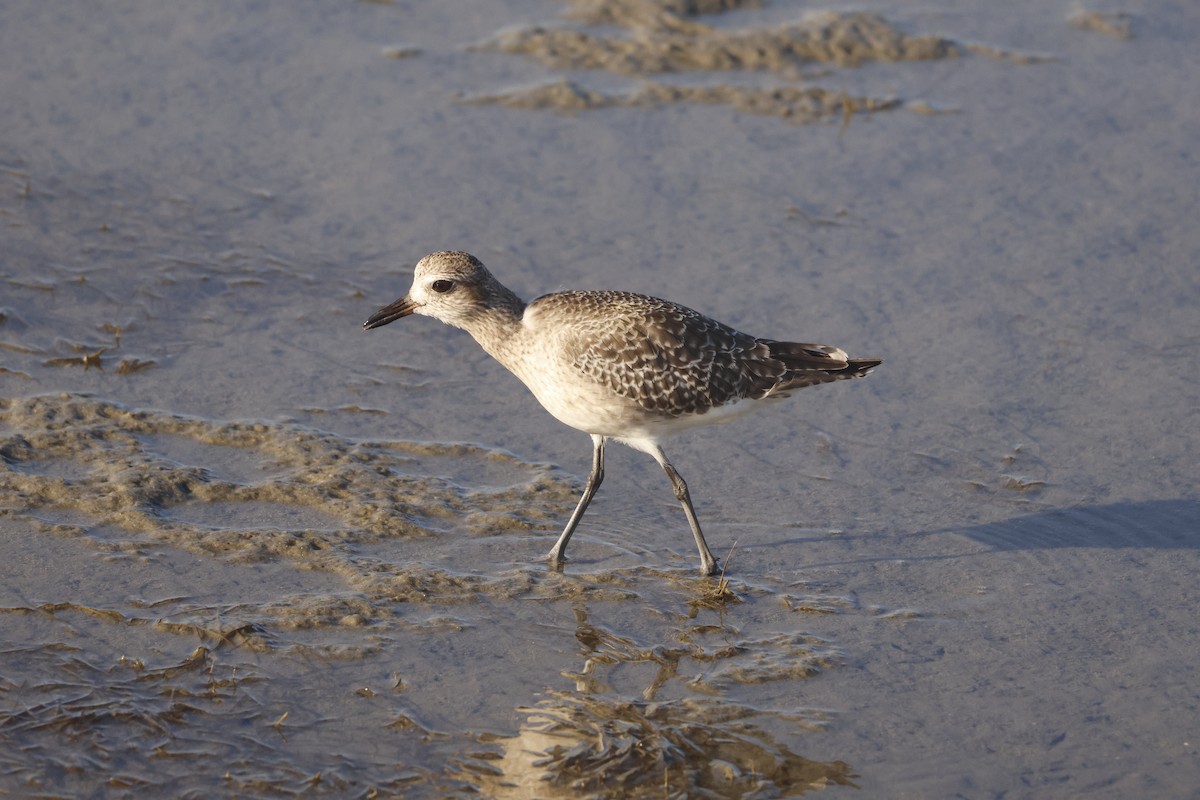 Chorlito Gris - ML645716627