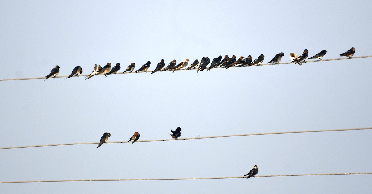 hindusvale - ML645716628