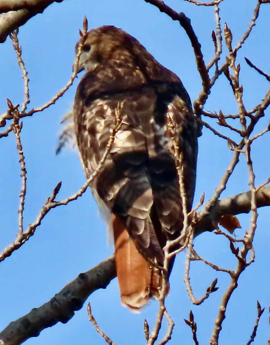rødstjertvåk (borealis) - ML645716630