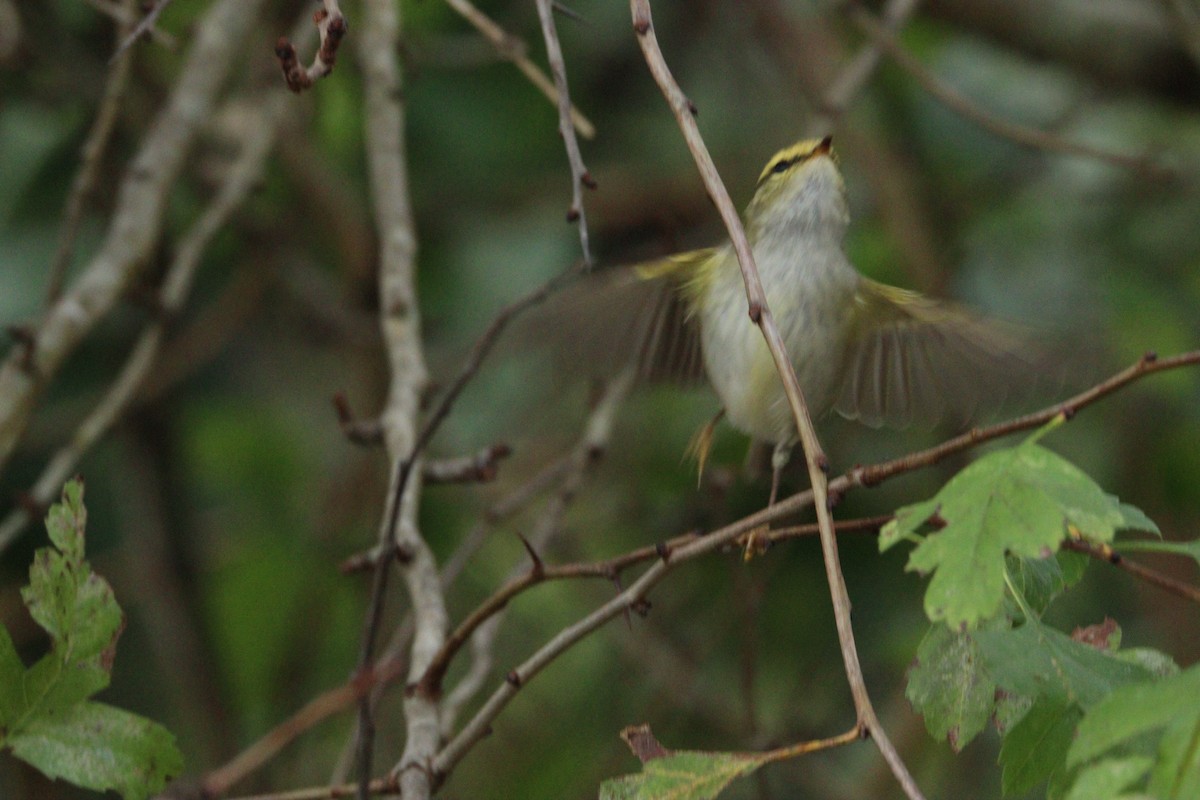 Pallas's Leaf Warbler - ML645716637