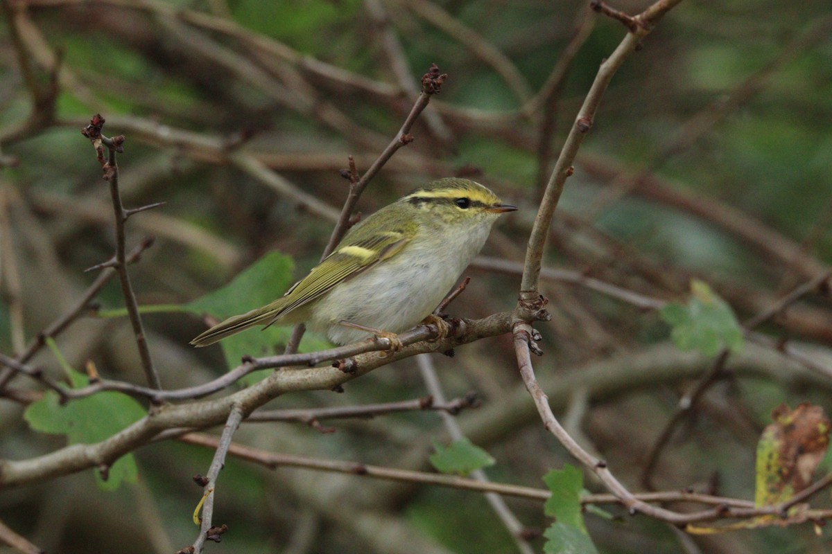 Pallas's Leaf Warbler - ML645716638