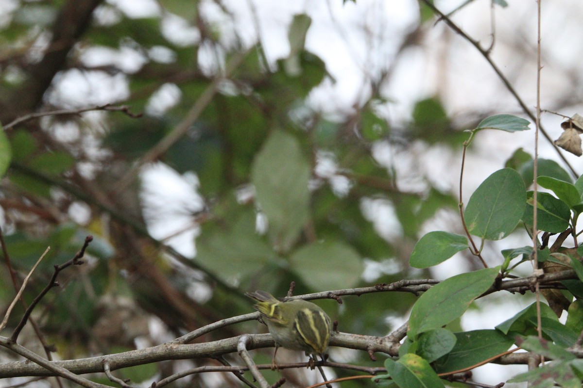 Pallas's Leaf Warbler - ML645716639