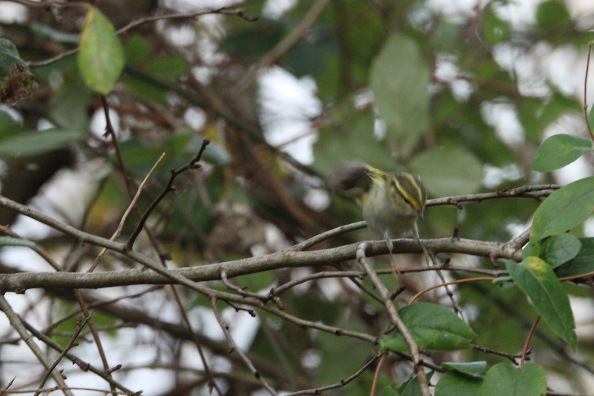 Pallas's Leaf Warbler - ML645716640