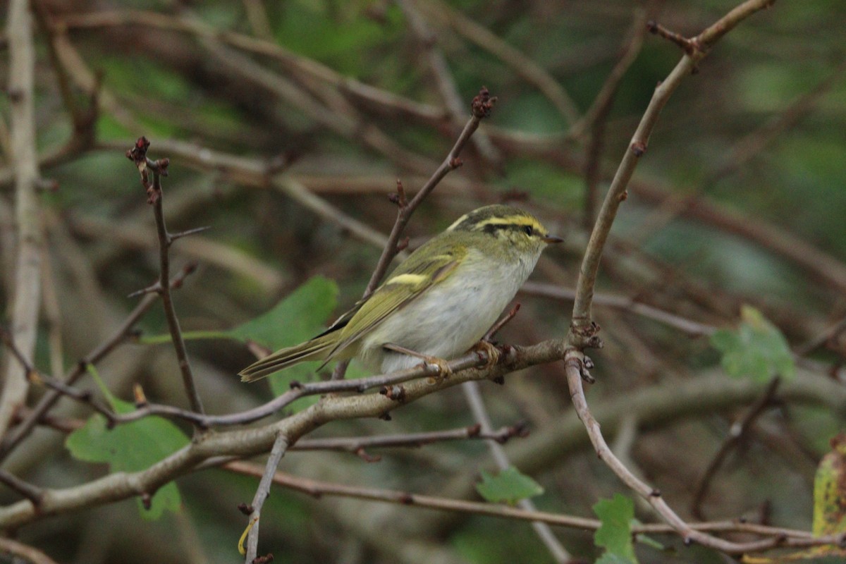 Pallas's Leaf Warbler - ML645716641