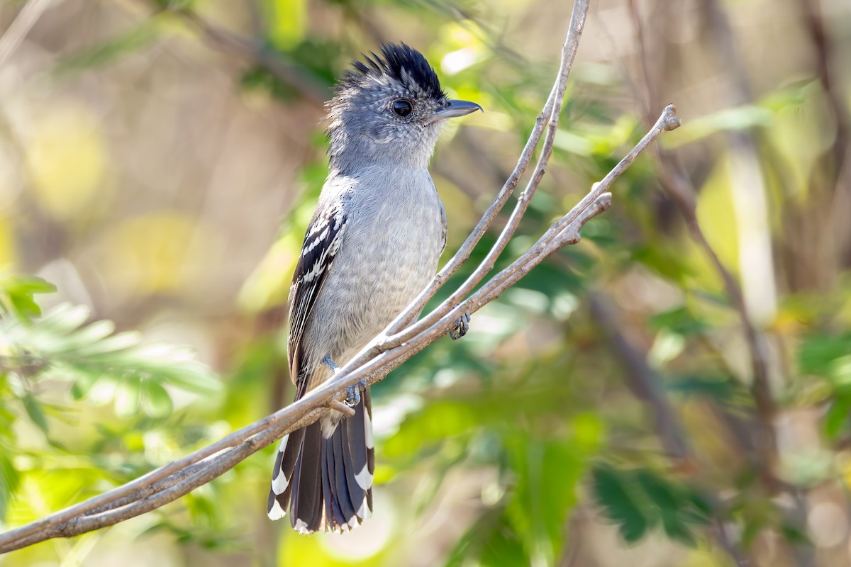 Variable Antshrike - ML645716642