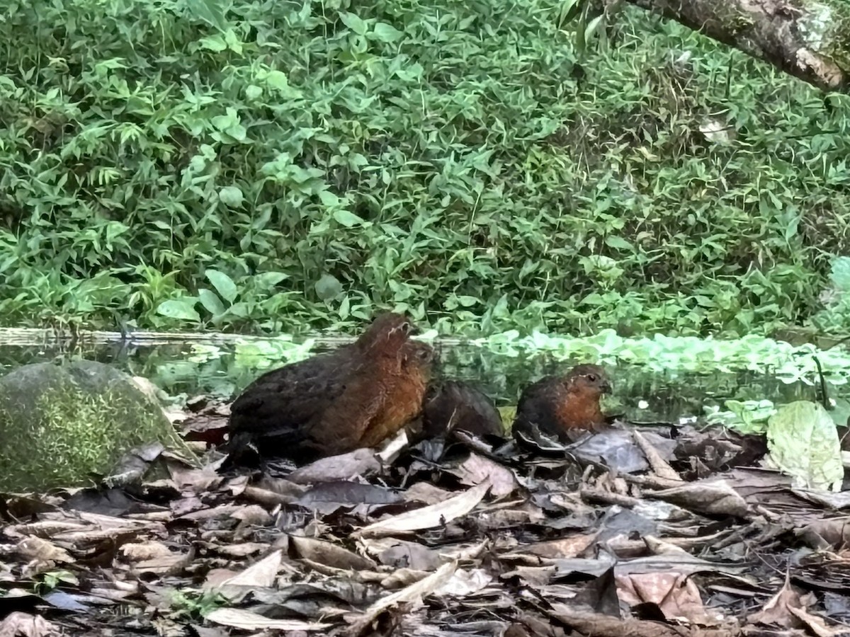 Chestnut Wood-Quail - ML645716644