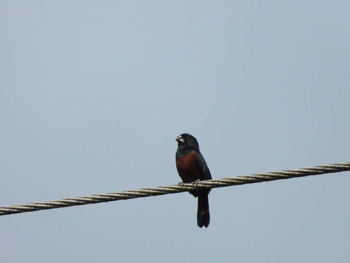 Chestnut-bellied Seed-Finch - ML645716646