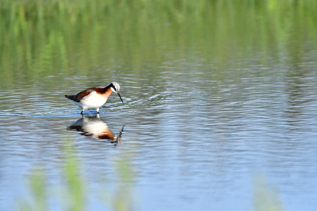 Wilsonwassertreter - ML645716648