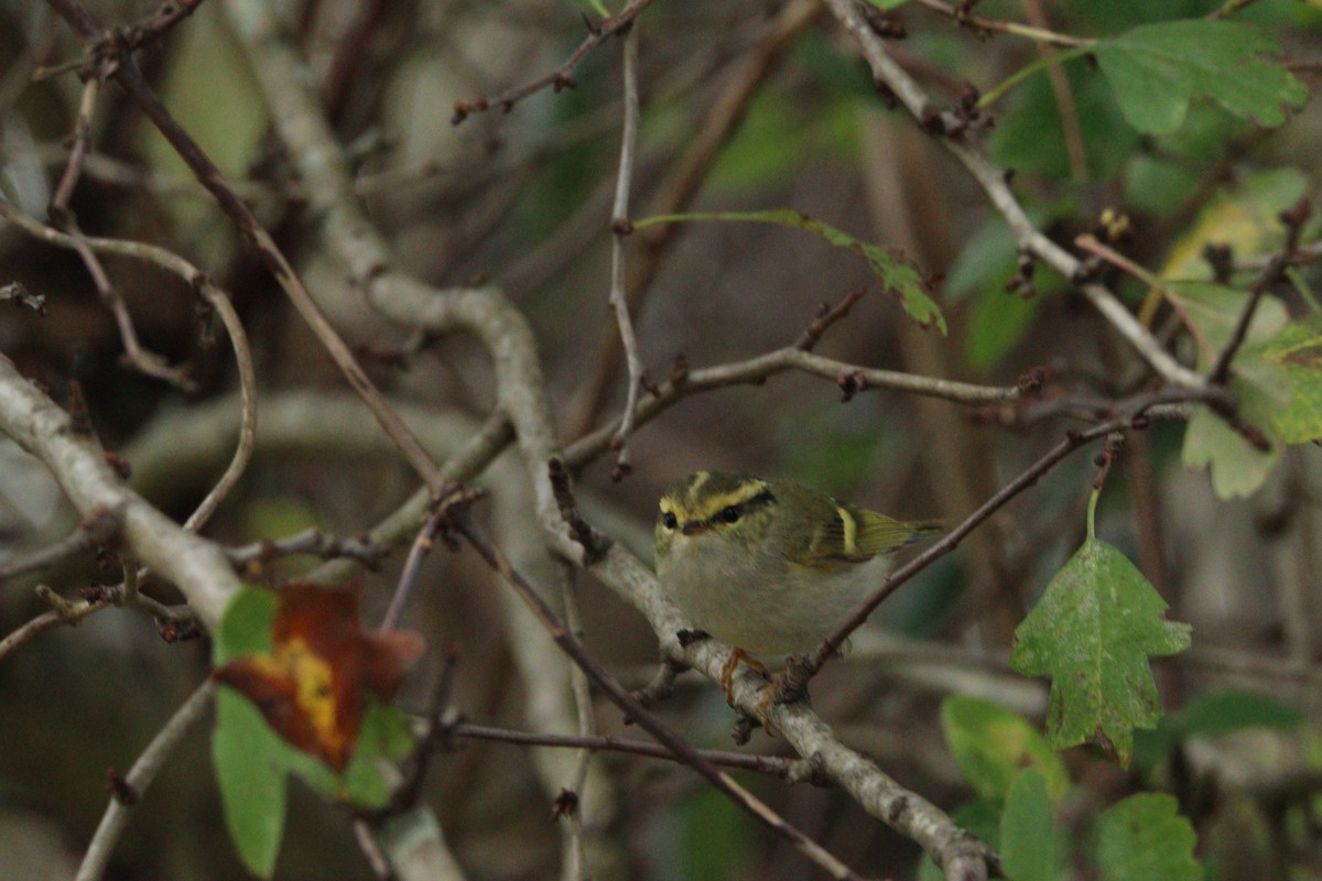Pallas's Leaf Warbler - ML645716649