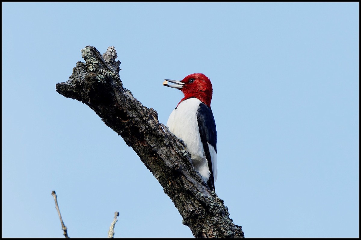 Red-headed Woodpecker - ML645716651