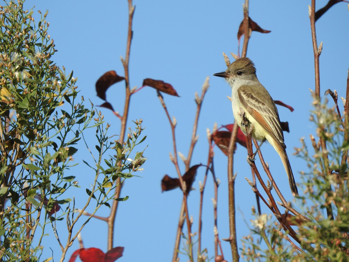 Ash-throated Flycatcher - ML645716652
