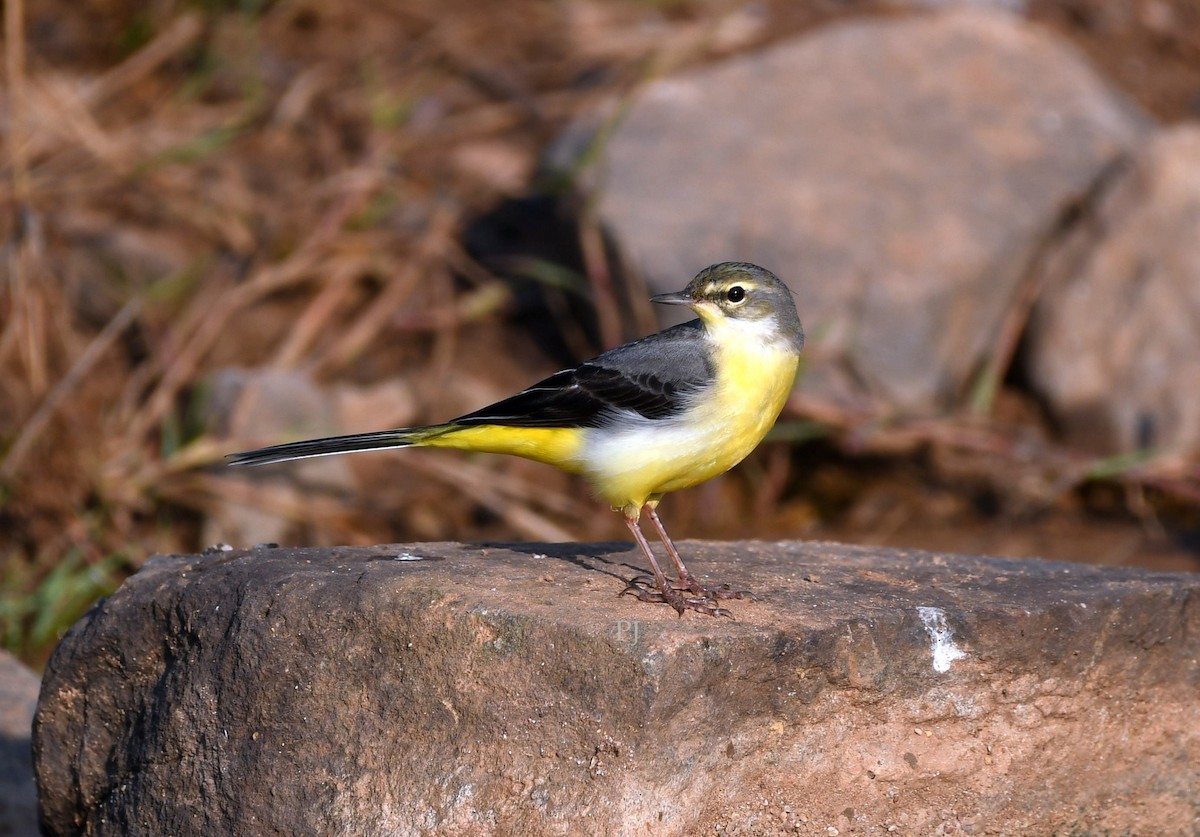 Уулын цэгцгий - ML645716654