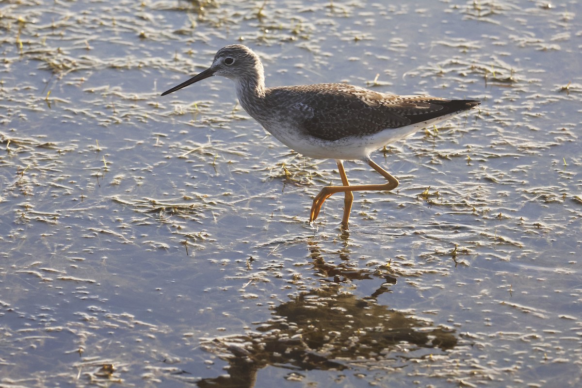 Greater Yellowlegs - ML645716666