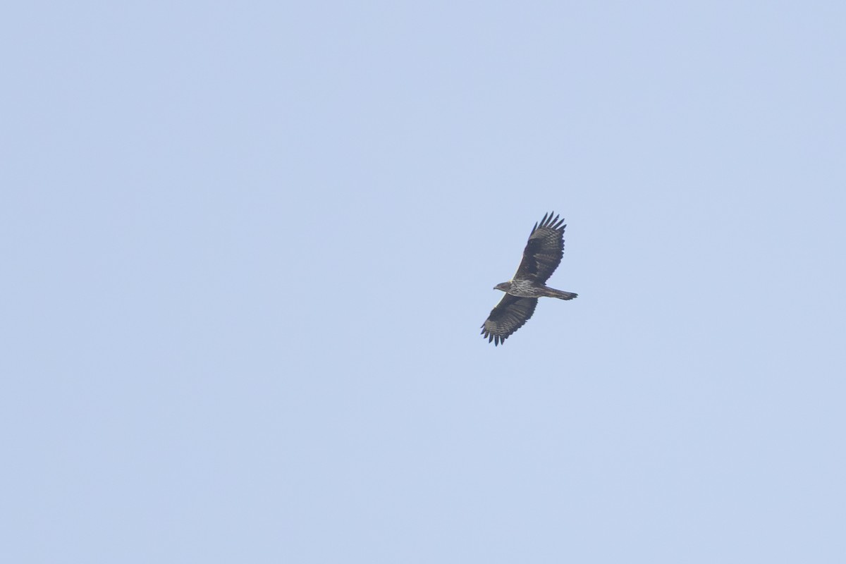 Bonelli's Eagle - ML645716670