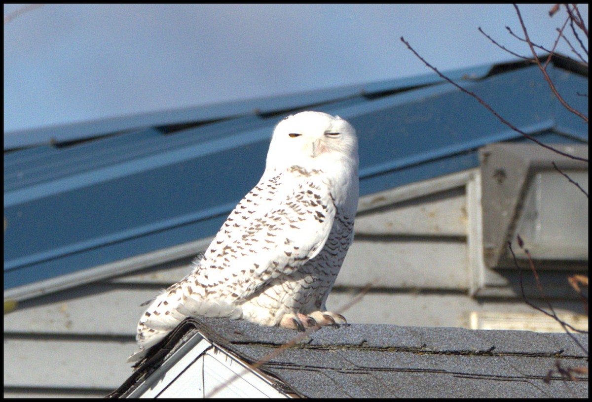 Snowy Owl - ML645716676