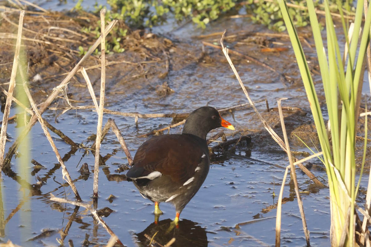 Американская камышница - ML645716691