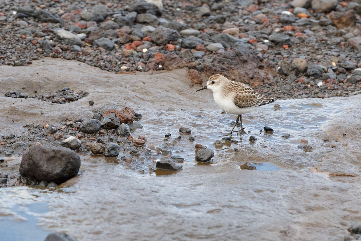 חופית אמריקנית - ML645716692