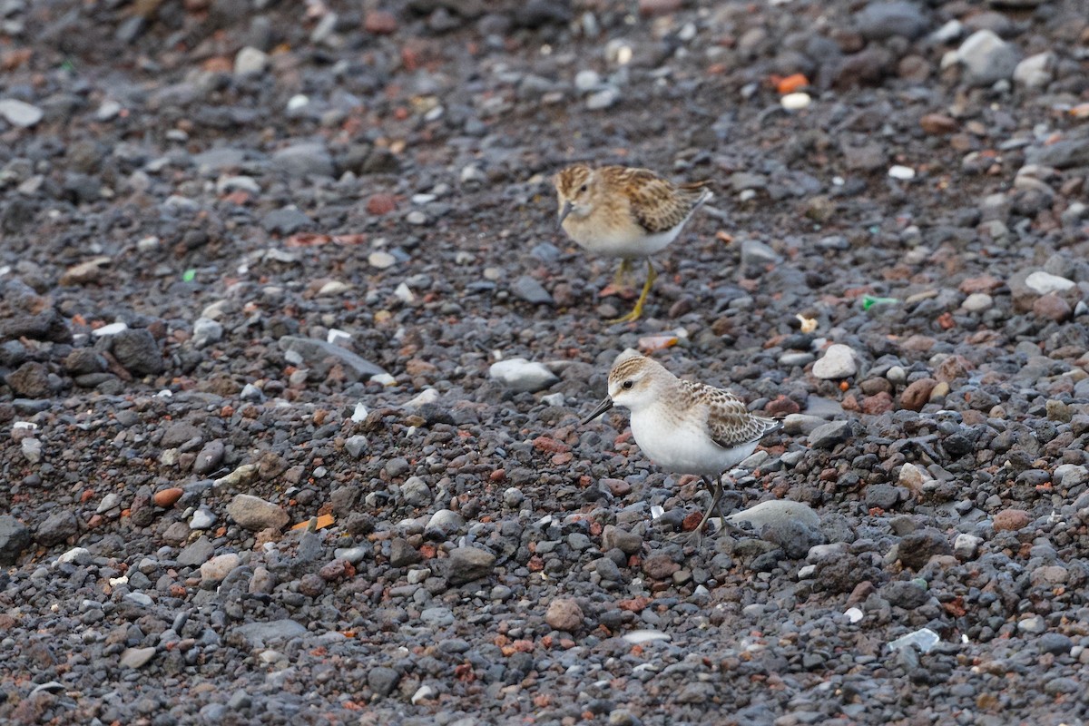 חופית אמריקנית - ML645716693