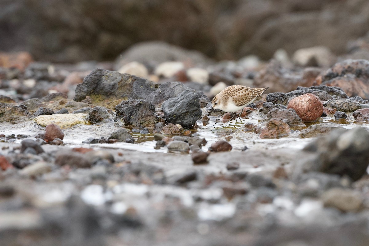 חופית אמריקנית - ML645716694