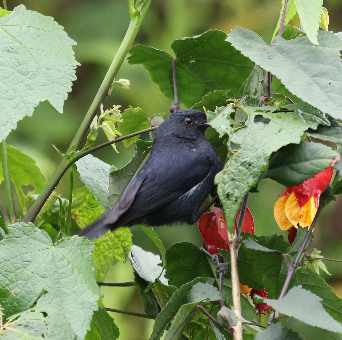 White-sided Flowerpiercer - ML645716695