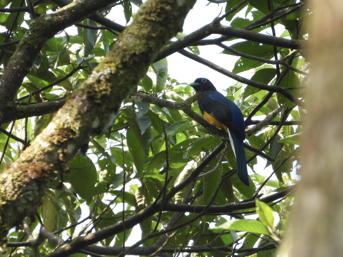 Green-backed Trogon - ML645716696
