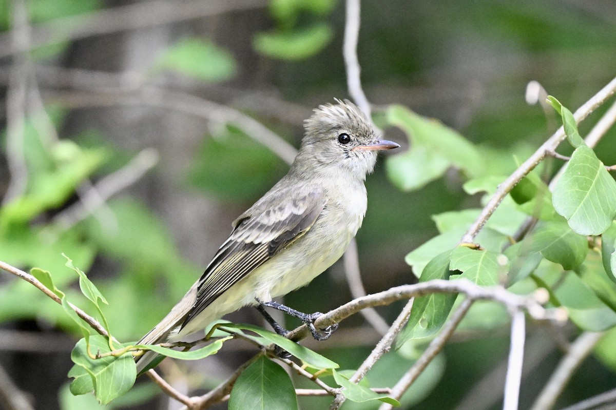 Élénie siffleuse - ML645716699