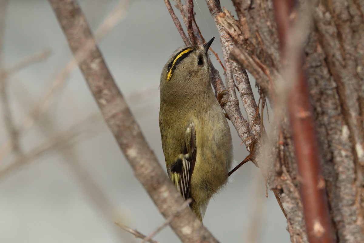 Goldcrest - ML645716704