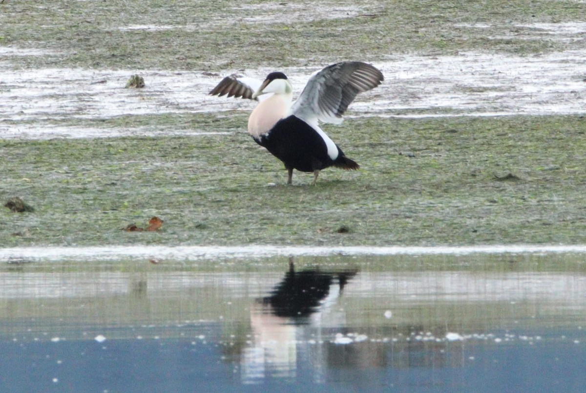 Common Eider - ML645716705