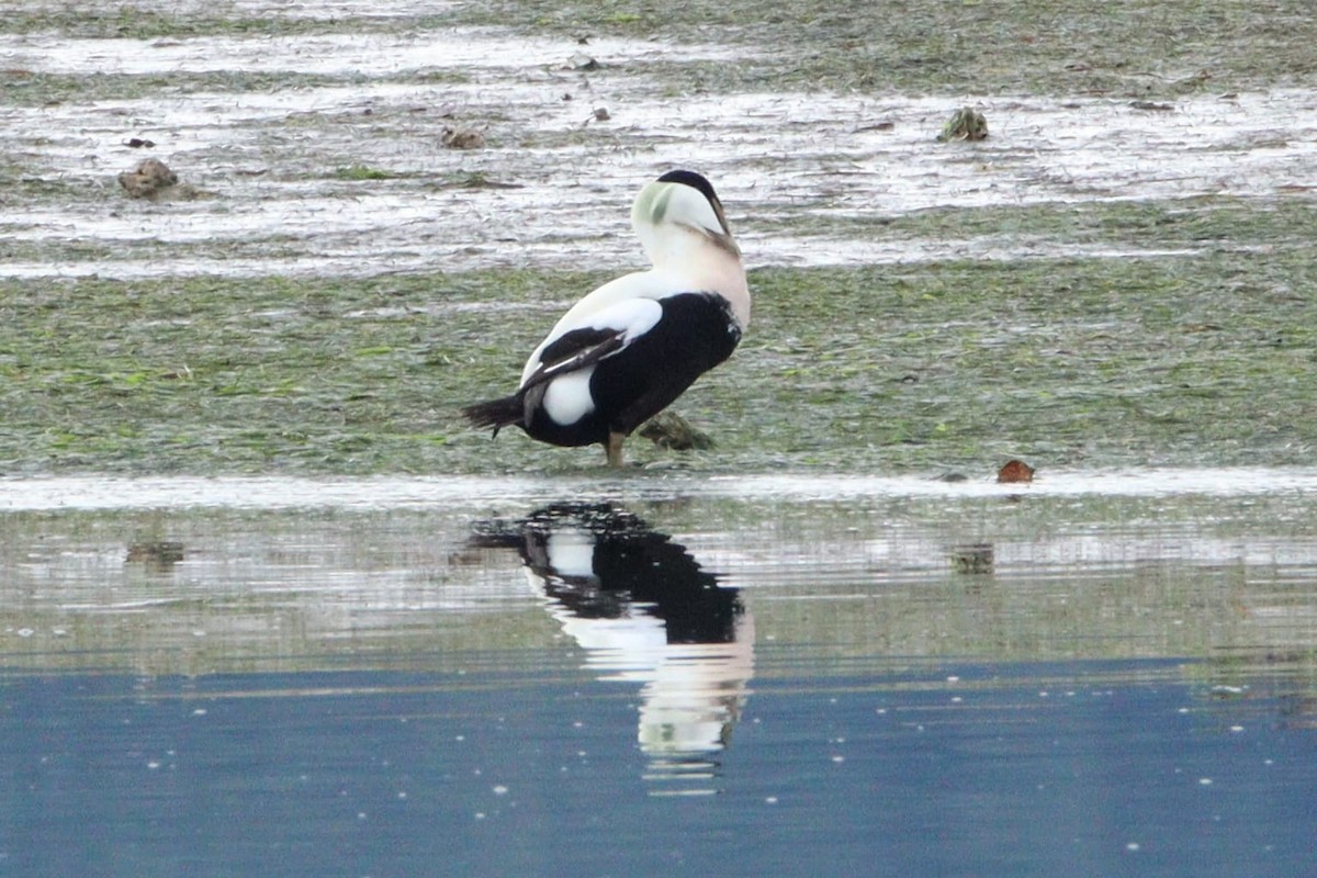 Common Eider - ML645716706