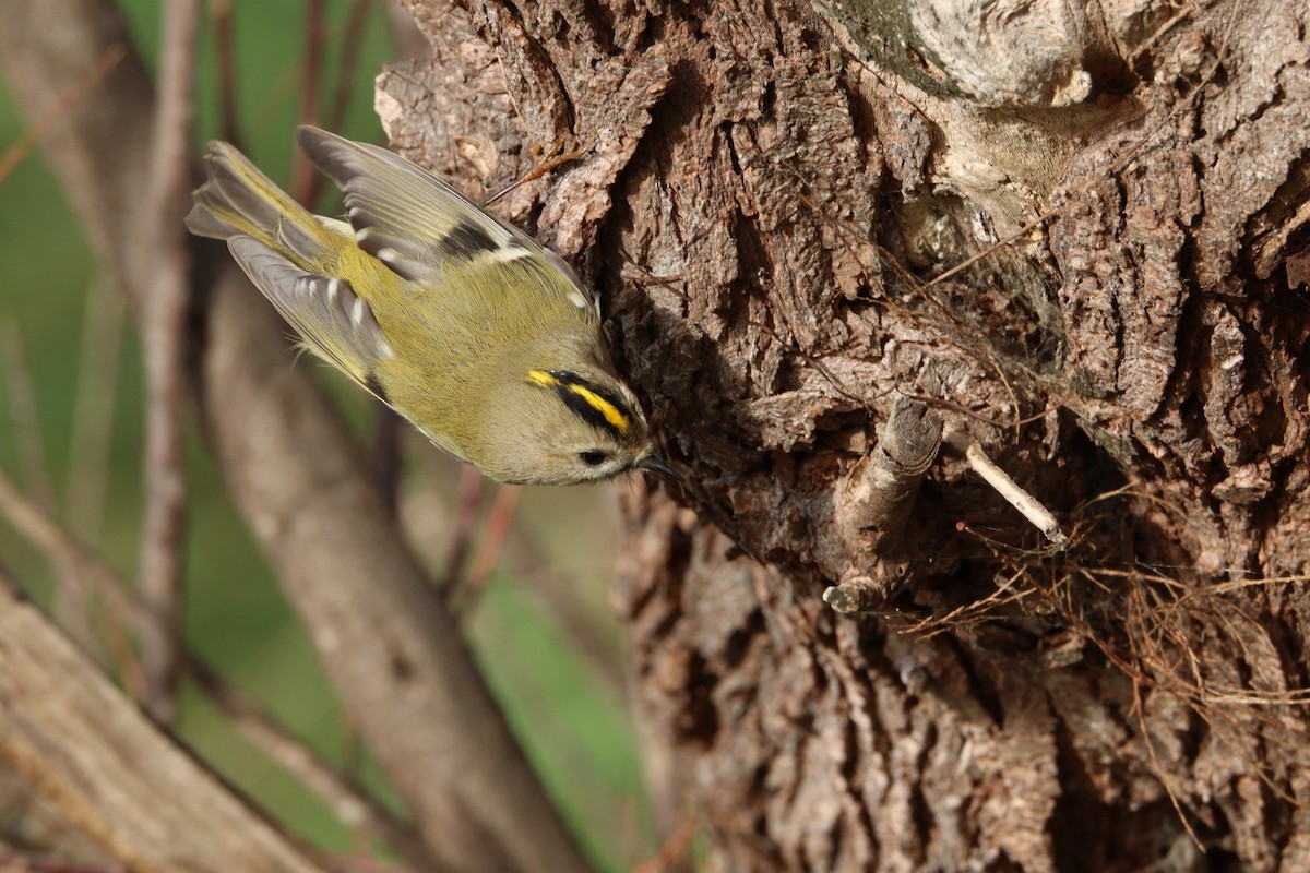 Goldcrest - ML645716707