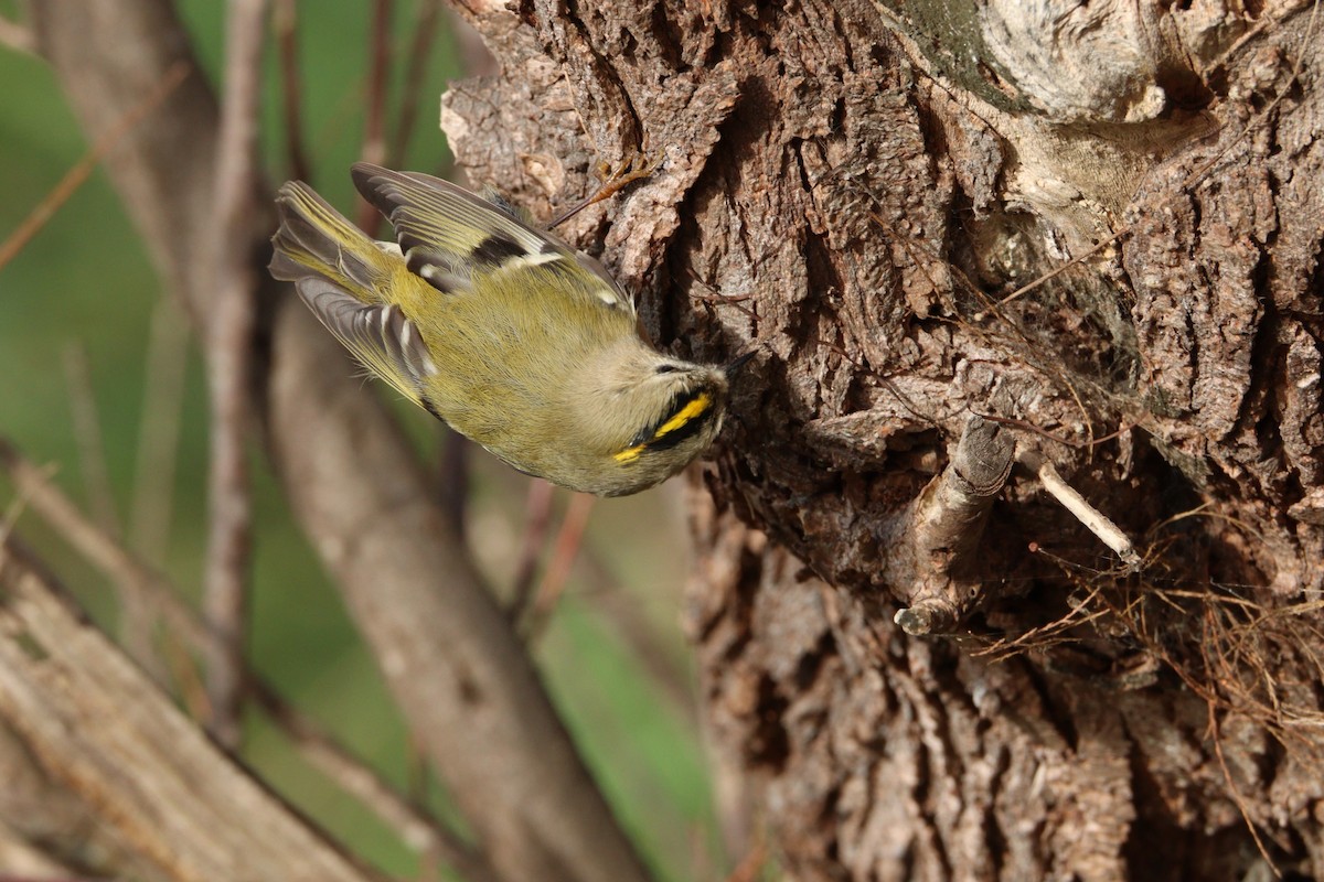 Goldcrest - ML645716708
