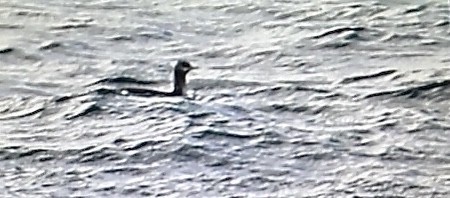 Red-throated Loon - ML645716709