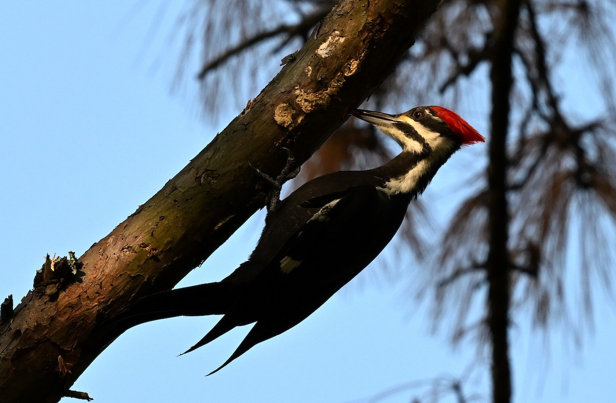 Pileated Woodpecker - ML645716724