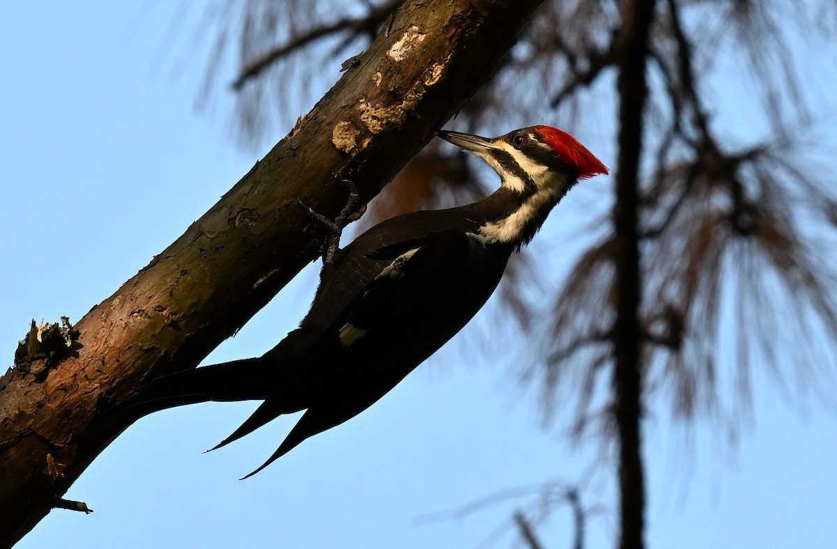 Pileated Woodpecker - ML645716725