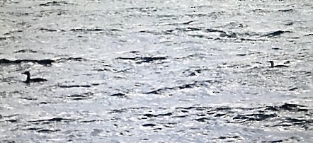 Red-throated Loon - ML645716746