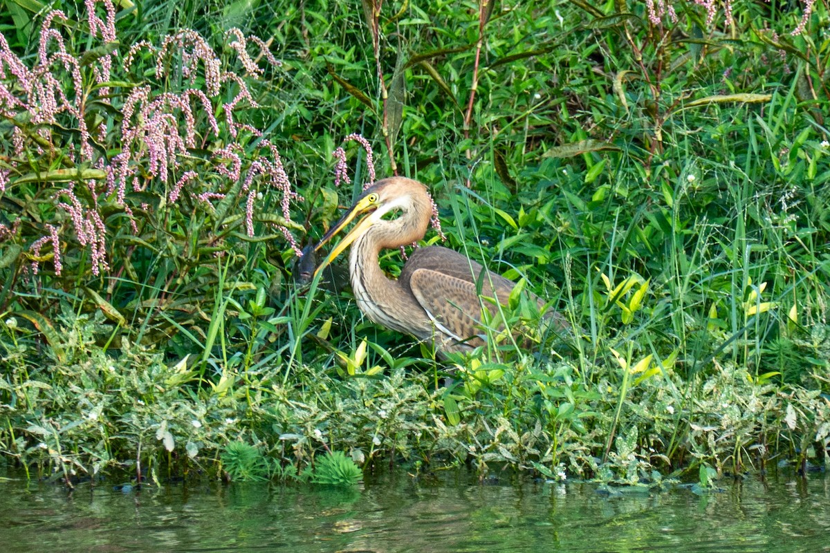 volavka červená - ML645716748